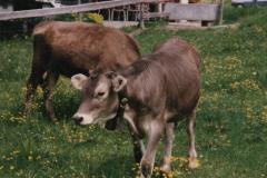 Allgau9215