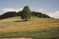 Allgau9232