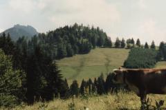 Allgau9322