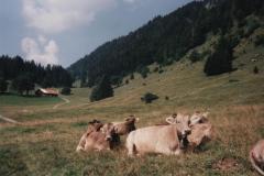 Allgau9718