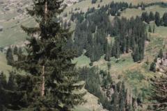 Allgau9753