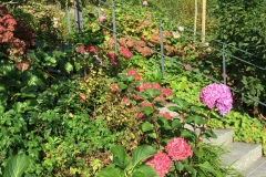 Mainau028