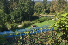 Mainau041
