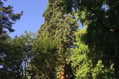 Mainau046
