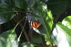 Mainau049