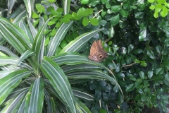 Mainau051