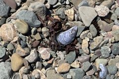 IMG_2109-scaled