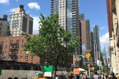 NYC2017084