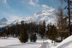 KIF_2525
