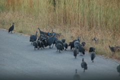 Suedafrika2011025