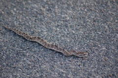 Suedafrika2011026