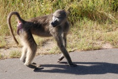 Suedafrika2011029
