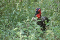 Suedafrika2011030