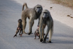 Suedafrika2011031