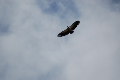 Suedafrika2011033