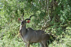 Suedafrika2011034
