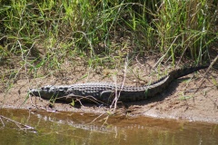 Suedafrika2011035