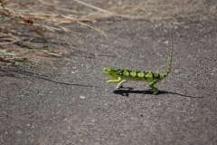 Suedafrika2011036