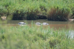 Suedafrika2011037