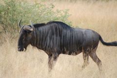 Suedafrika2011038