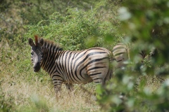 Suedafrika2011039