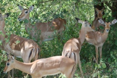 Suedafrika2011040