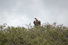 Suedafrika2011041