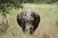 Suedafrika2011043
