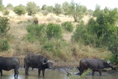 Suedafrika2011044