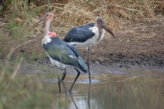 Suedafrika2011045