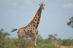 Suedafrika2011047