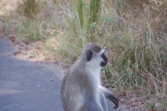 Suedafrika2011048