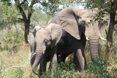 Suedafrika2011051