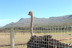 Suedafrika2011078