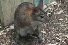 SYD056