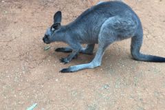 SYD060