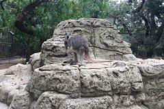 SYD070