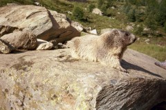 Zermatt042